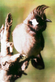 The Himalayan bulbul