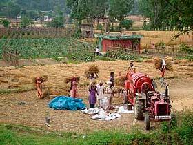 Farmers are busy thrashing the wheat crop in Mandis Balh valley, known as mini Punjab due to a high crop yield