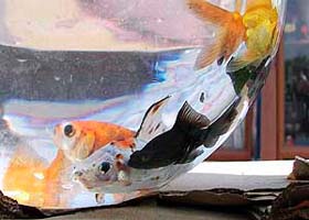 Colourful aquariums like this one from Kolkata are selling like hot cakes in Ambala these days
