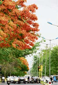 Gulmohar greets travellers on Chandigarh roads 