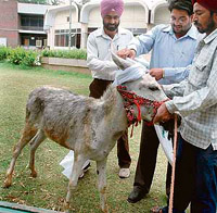 The action of tying a turban on a donkeys head by agitators in Punjabi University, Patiala, recently, drew flak from Sikh clergy.