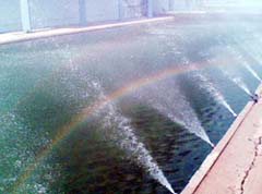 The fountains in front of the MS Randhawa library in Punjab Agricultural University, Ludhiana, which have been started after a gap of many years