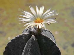 A rare cactus astrophytum blooms at the Panchkula Cactus Garden