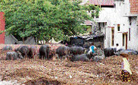Buffaloes and garbage