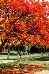 The campus of the University of Jammu blooms with Gulmohar flowers that are a feast to eyes of students as well as visitors. 