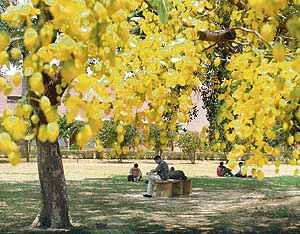 SUN N SHADE: Amaltas provides a soothing shade on a scorching summer afternoon in Ludhiana on Sunday.