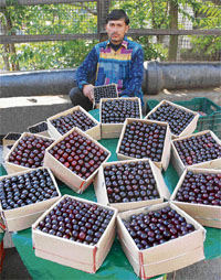 A roadside vendor awaits purchasers for plums at The Mall in Shimla on Monday. There is a bumper crop of plums in upper Himachal this season.
