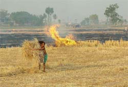 This child tries to salvage some of the stubble set afire by the farmers for her domestic use at Khangarh village in Kapurthala district