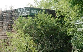 PICTURES OF NEGLECT: Wild growth reflects the apathy of the authorities towards Patiala ki Rao, Chandigarh
