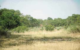 PICTURES OF NEGLECT: Wild growth reflects the apathy of the authorities towards Patiala ki Rao, Chandigarh