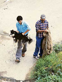 With stray dogs becoming a major problem in the state capital, the Shimla MC launched a drive to catch them in New Shimla on Friday.