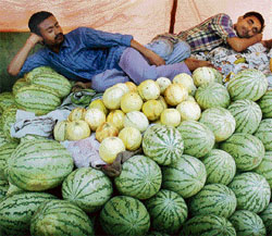 An afternoon siesta on a bed of watermelons in Ludhiana.
