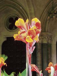 Cannas is planted generally during spring and monsoon, and the plant starts flowering within two months