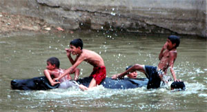 Boys and a buffalo swim together to beat the heat in a village pond on the outskirts of Jind on Saturday.
