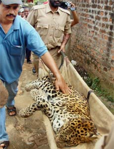 A leopard is carried by forest official after tranquilizing it from the residential area of Maligaon in Guwahati