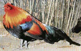 Red jungle fowl : A Tribune photo