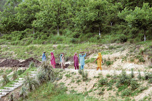 Women followers at work on the Dera Sacha Sauda land in Chachian village of Palampur subdivision.