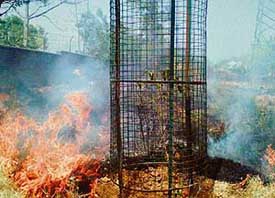 Safai workers of the Ludhiana MC regularly burn the dry leaves and garbage near the green belt. 
