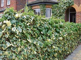 The ivy is the easiest ornamental plant to grow in the garden.
