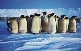 Nat Geo brings a stunning story about Emperor Penguins