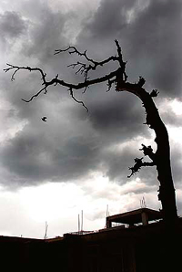 Clouds have been playing hide and seek in Shimla for the past three days with intermittent rain.