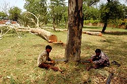 Labourers axe trees along National Highway No.1 near Sarai Khas in Kartarpur on Thursday. 