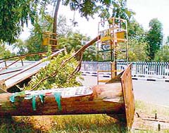 A unipole for a hoarding fell on a tree in Ludhiana