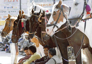 With the bright sun forcing tourists to stay indoors, horse owners await joy-riders at The Ridge in Shimla.