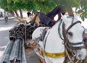 Even as this cart-puller takes his time off, the poor animal stands with the weight on his back in Chandigarh