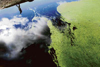 A dam affected by blue-algae, potentially lethal to all animals.