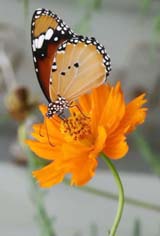 A butterfly sucking nectar from a flower
