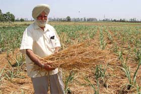 Mahinder Singh Dosanjh at his farm in Jagatpur village near Mukandpur