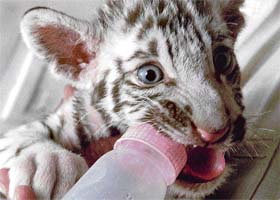 Milk time: A white tiger cub enjoys its evening diet at Chhatbir Zoo