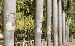 Palm trees which have been defaced by one of the student organisations on the Panjab University campus in Chandigarh.