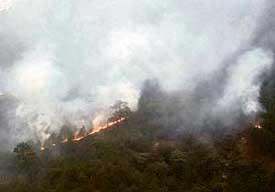 A view of the fire in a forest near Palampur.