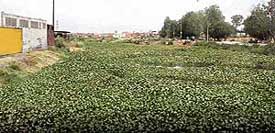 Water hyacinth is aplenty in Budda Nullah near Tajpur road in Ludhiana. 