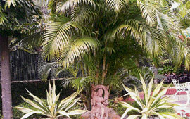 The elegance and the bowing posture of Areca Nut palm fronds makes them suitable for row planting along driveways.
