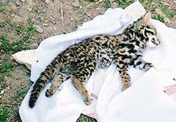 The leopard cub that died of starvation at Sayaral village, near Sundernagar