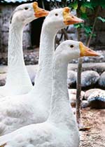 Ducks beat the sweltering heat in a pool on a bright sunny day in Shimla