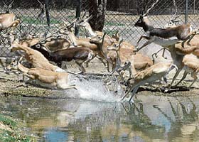 Deer try to beat the heat at Deer Park in Patiala