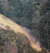 Debris damaging the forest near Shimla’s bypass road. Photo by S. Chandan