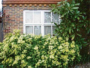 There may be more than a million reasons for creating a safe, non-toxic garden