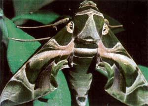 The Atlas moth is the largest known