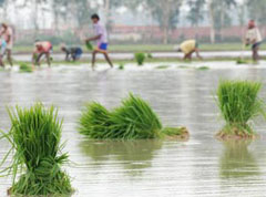 Labourers sowing paddy in a field in Karnal village on Sunday.