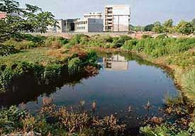 Stagnant water in Sector 31, Chandigarh, which has become a breeding ground for mosquitoes.