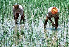 Farmers work in a paddy field on the outskirts of Amritsar