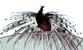Peacock on a dish