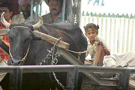 A little boy rides a bullock cart as his father takes a nap on it in Ludhiana on Wednesday.