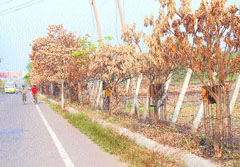 These trees on GT Road fell victim to accidental fire outside military farm near PAP T-junction in Jalandhar.