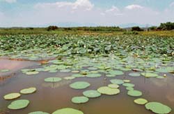 Lotus will accord a white carpet welcome to visitors at Sukhna Lake, Chandigarh